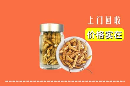 石门县回收散虫草